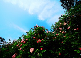 沛县：蔷薇花开成“墙”，“打卡”定格美好瞬间